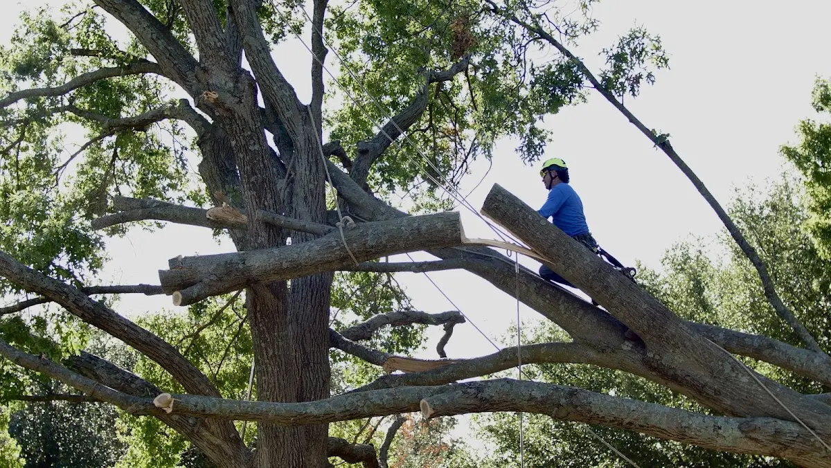 Professional Hazardous Tree Removal performed by certified arborists in Gay